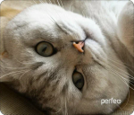 Коврик для мыши PERFEO PF_D0654, size: 240x200x2mm «Cat», Рис.13 (1/200)
