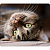 Коврик для мыши PERFEO PF_D0653, size: 340x280x4mm «Cat», Рис.12 (1/100)