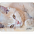 Коврик для мыши PERFEO PF_D0641, size: 350x300x3mm «Cat», Рис.4 (1/100)