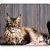 Коврик для мыши PERFEO PF_D0642, size: 350x250x4mm «Cat», Рис.5 (1/100)